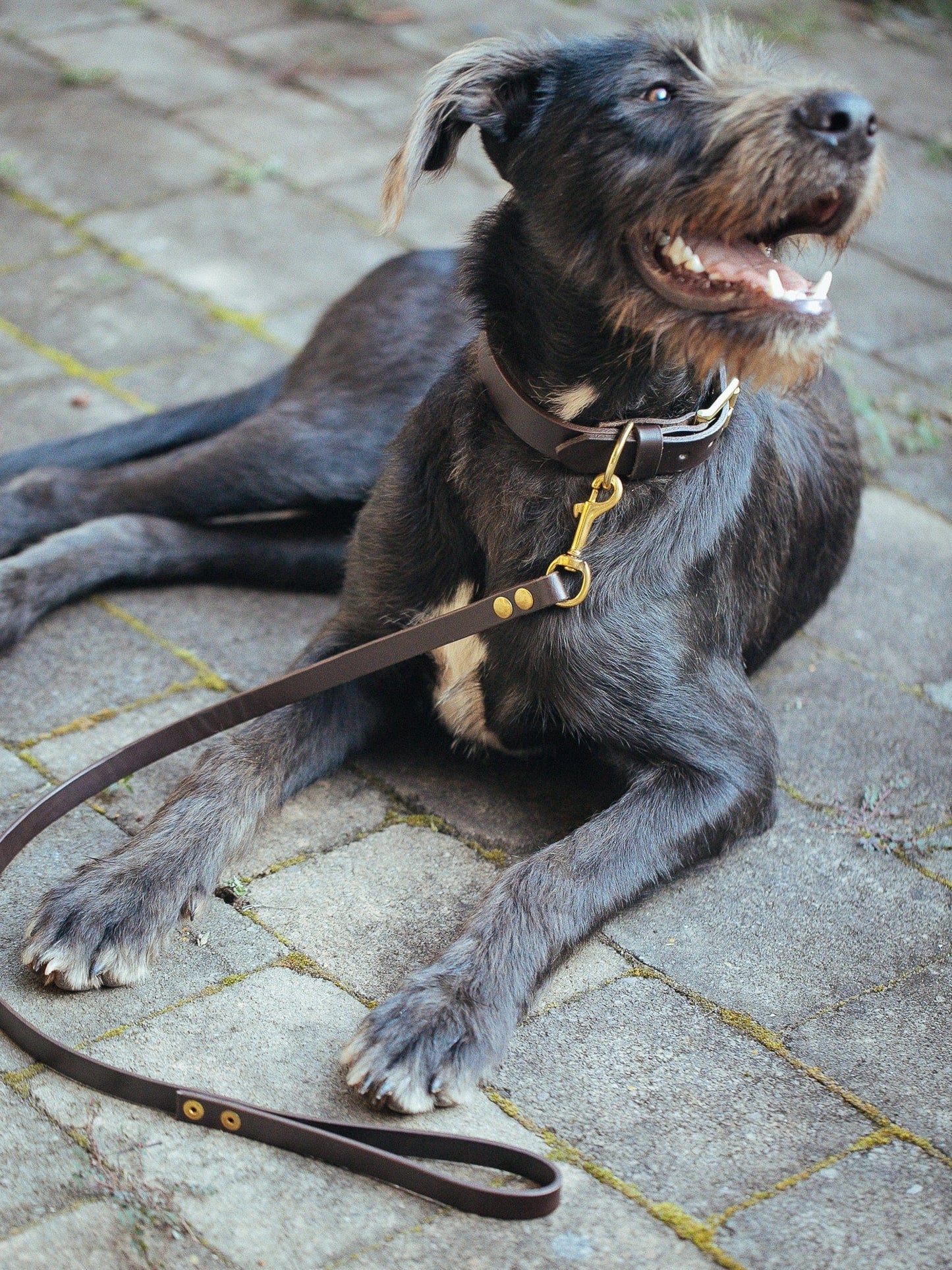 The Real McCaul Leathergoods Pet Collars & Harnesses Dog Collar & Leash Set - 30mm Wide - Dark Brown Australian Made Australian Owned Leather Dog Collar and Lead with Brass Fittings- Australian Made