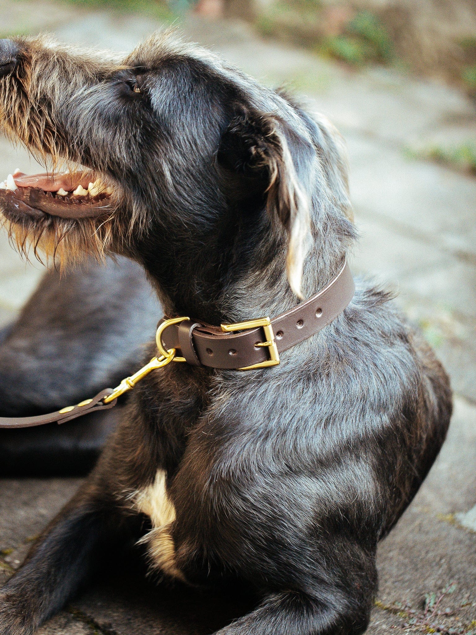 The Real McCaul Leathergoods Pet Collars & Harnesses Dog Collar & Leash Set - 30mm Wide - Dark Brown Australian Made Australian Owned Leather Dog Collar and Lead with Brass Fittings- Australian Made