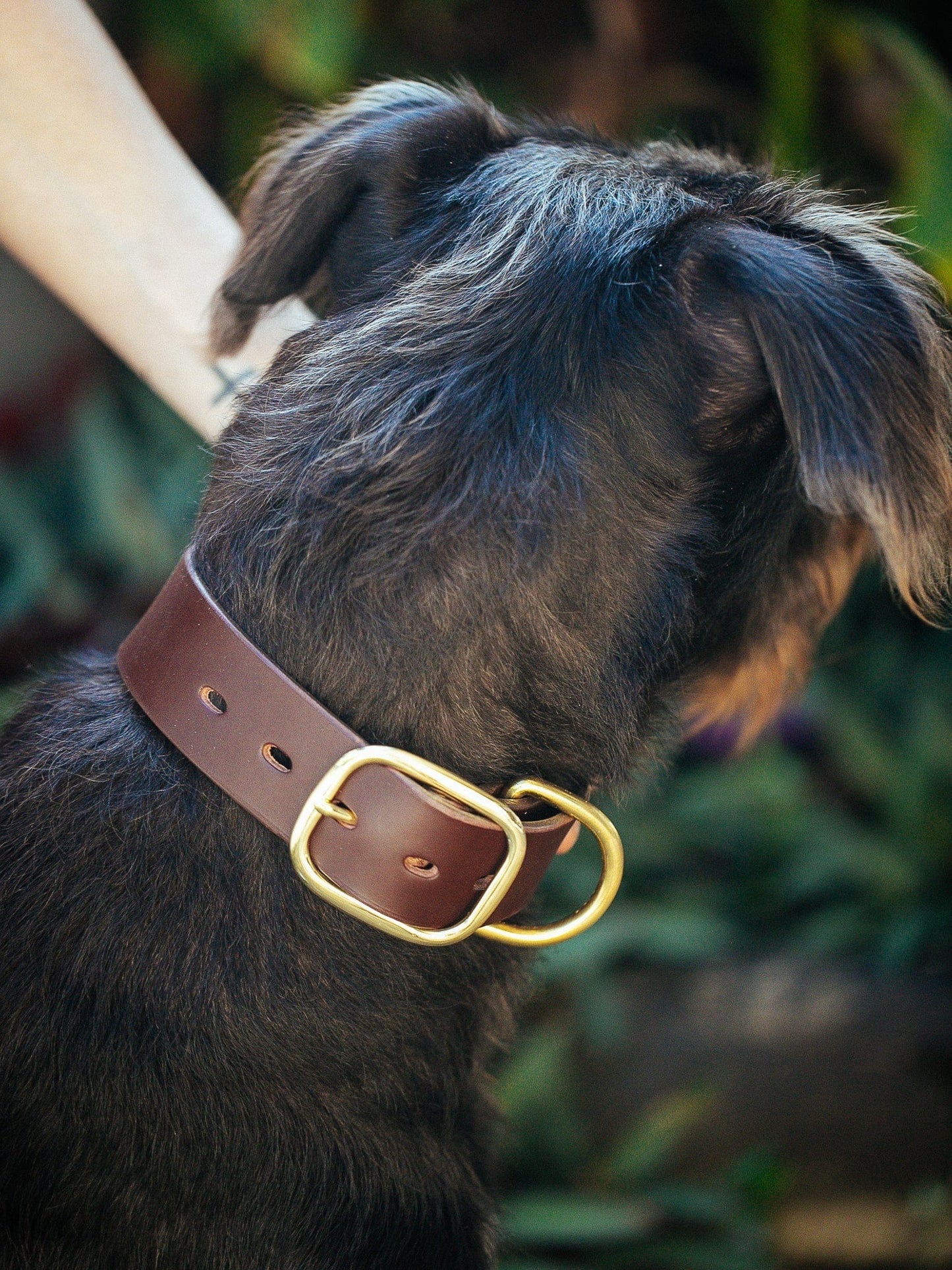 The Real McCaul Leathergoods Pet Collars & Harnesses Dog Collar & Leash Set - 38mm Wide - Cognac Australian Made Australian Owned Leather Dog Collar and Lead with Brass Fittings- Australian Made